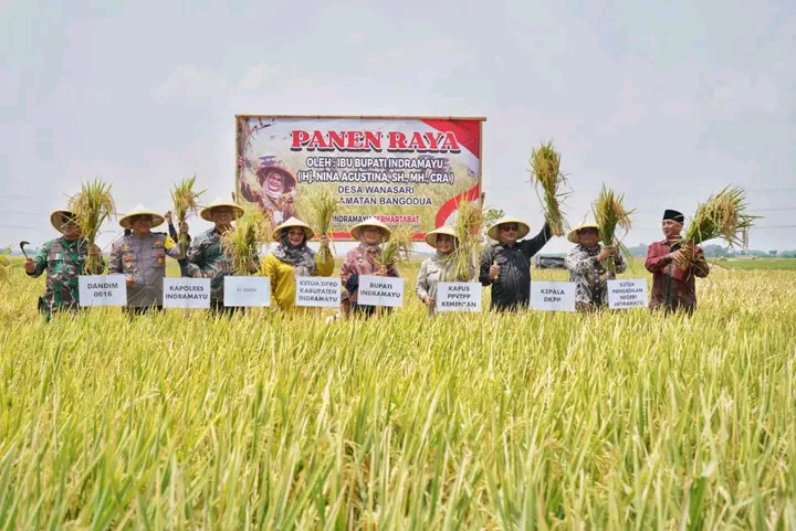 Diterpa Dampak El Nino, Petani Di Desa Wanasari Tetap Bisa Panen Raya ...